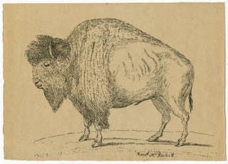 Item #WRCAM56094 [EARLY PEN LITHOGRAPH OF AN AMERICAN BISON, DRAWN BY REVEREND THOMAS RACKETT IN...