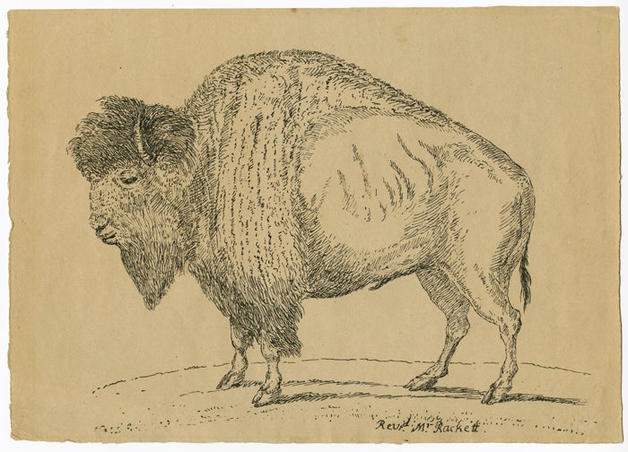Item #WRCAM56094 [EARLY PEN LITHOGRAPH OF AN AMERICAN BISON, DRAWN BY REVEREND THOMAS RACKETT IN THE EARLY 19th CENTURY]. Thomas Rackett, Rev.