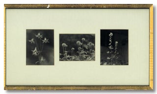 Item #WRCLIT83251 [Three Original Prints of Still Life Photographs of Flowers]. Paul L. Anderson,...